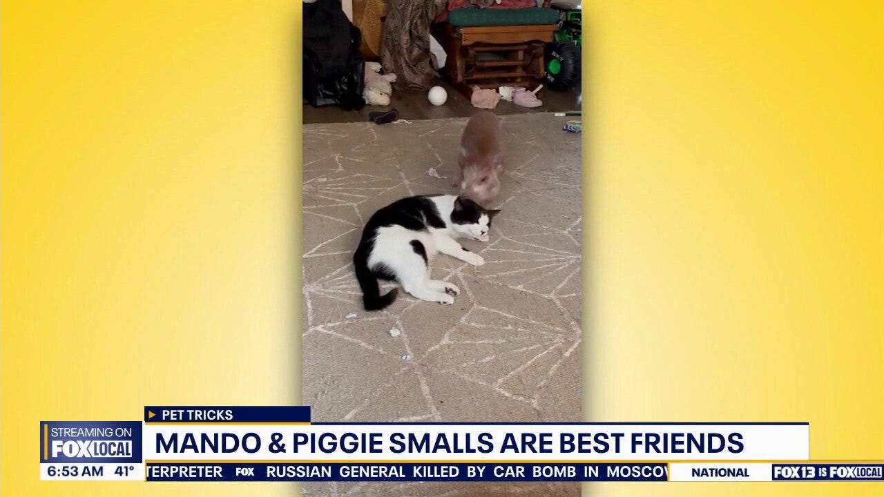 Pet Tricks for Monday, December 22