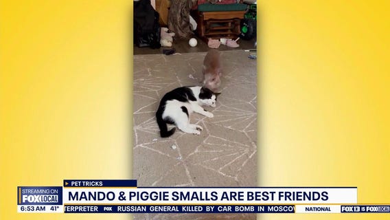 Pet Tricks for Monday, December 22