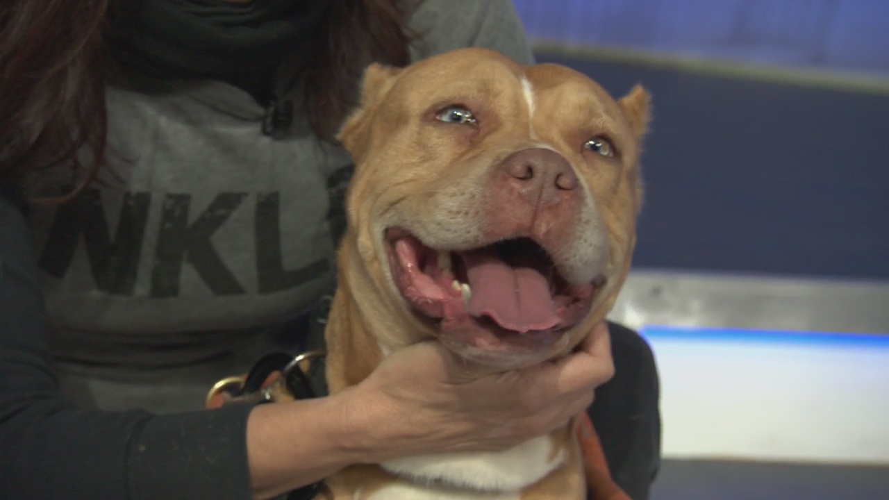 Pet Project: Hedy Lamarr from NKLA Pet Adoption Center