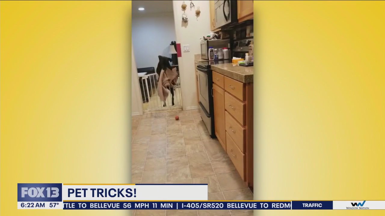 Pet Tricks for Tuesday, September 18