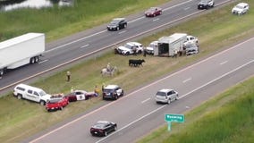 Cows escape, roam onto I-35 in Chisago County