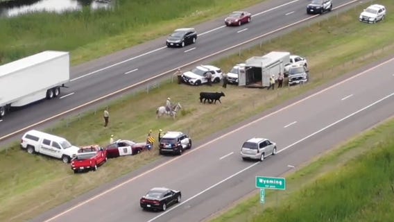 Cows escape, roam onto I-35 in Chisago County