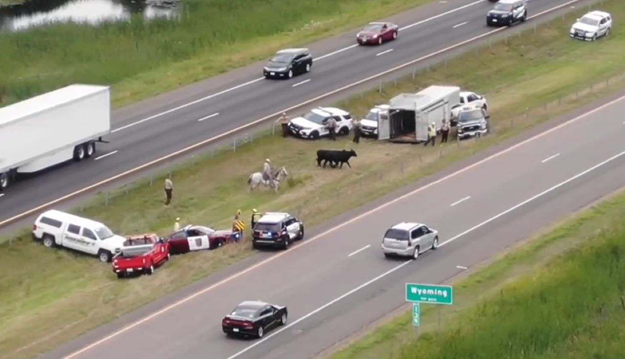 Cows escape, roam onto I-35 in Chisago County