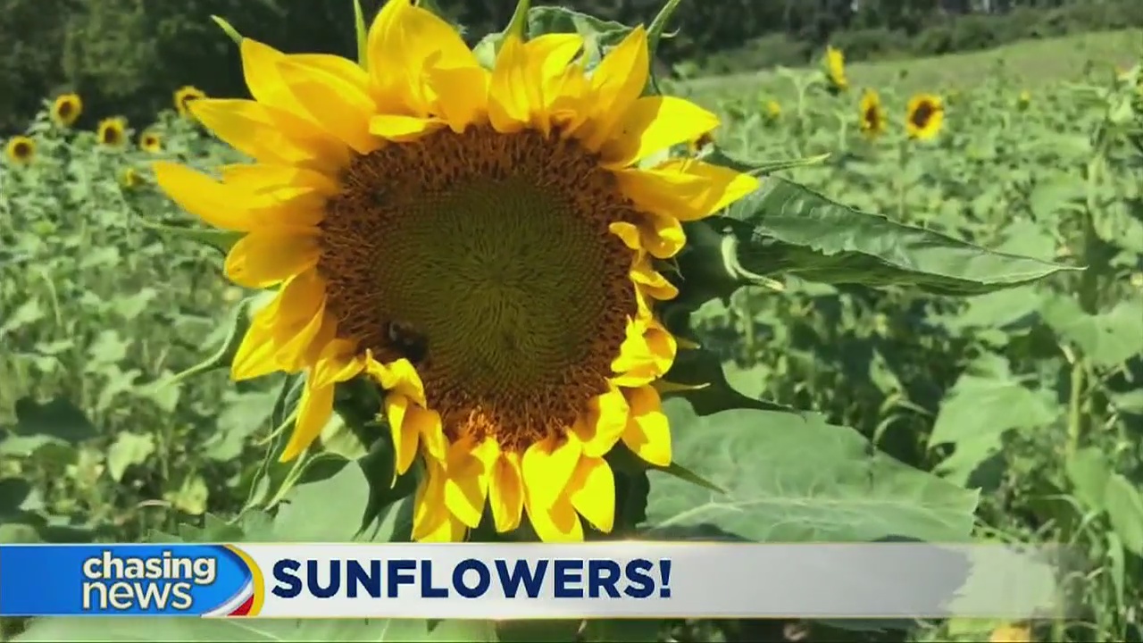 Sunflower season gets a million times better