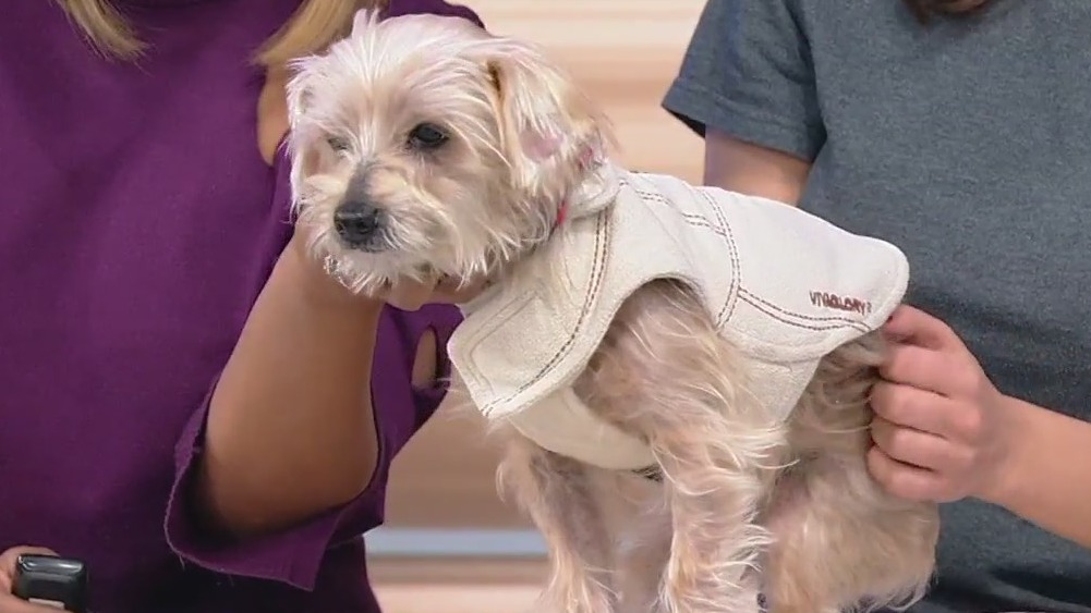 Meet Jayla: Our Pet of the Day