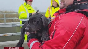 Dogs, humans get caught in severe storms