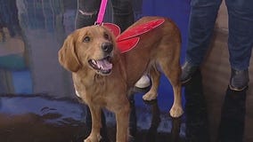 Meet Zoey: Our Pet of the Day