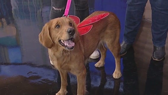 Meet Zoey: Our Pet of the Day