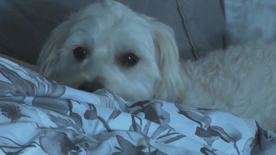 Should your pet sleep in your bed?