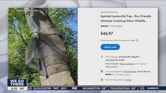 Spotted lantern fly glue traps are killings birds and other wildlife