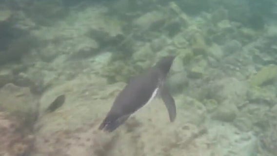 Gal?pagos Islands exhibit opens to public at Houston Zoo on Friday