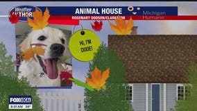 Welcome Dixie, Coco, Jack & Honey