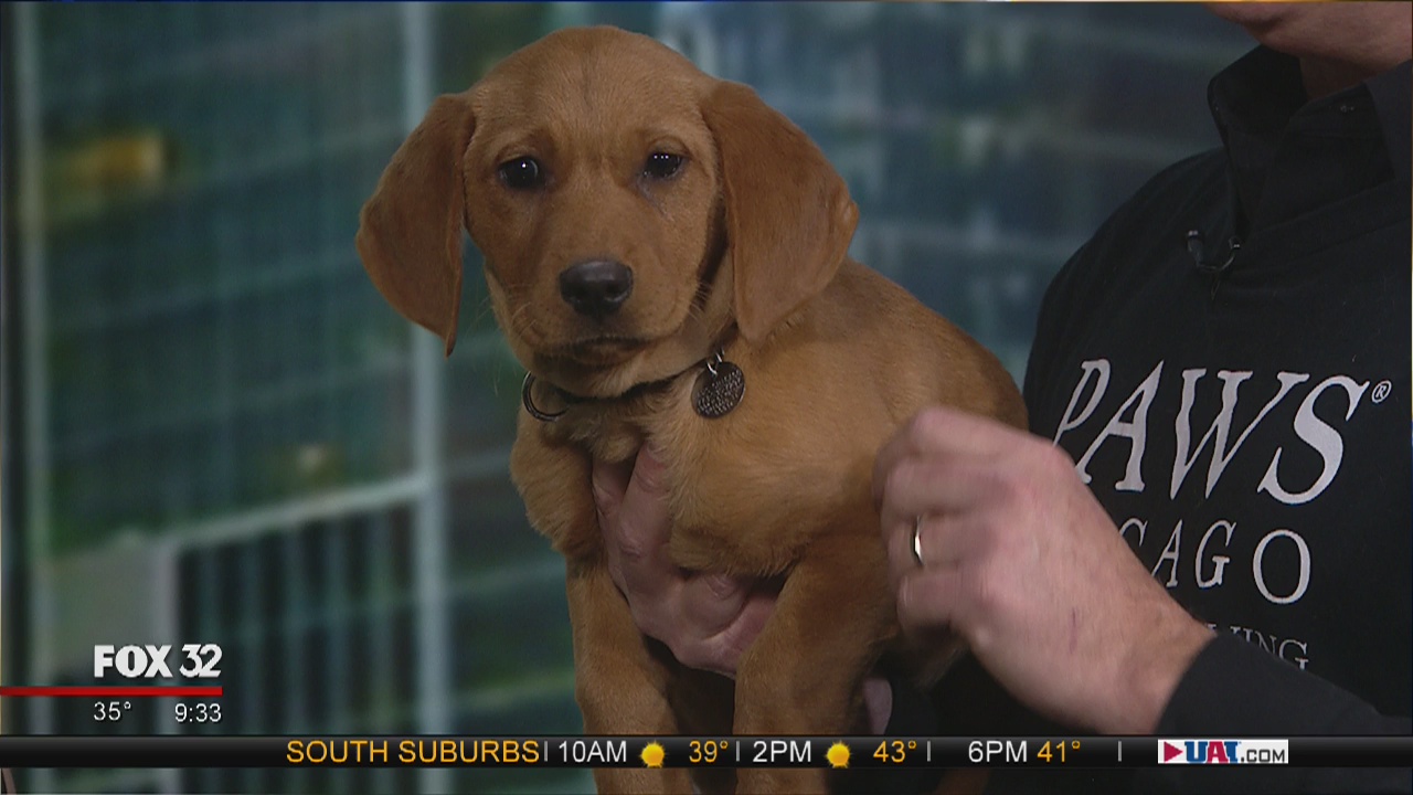 Mike's Perfect Pets: Ozzy