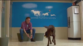 AHS reopens after canine flu