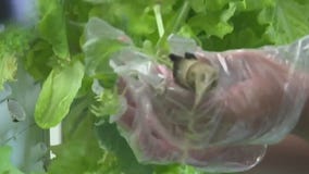 Hydroponics at Waukesha North High School