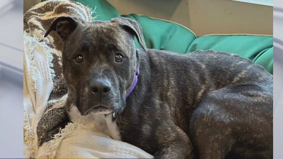 Adopt Mister from WilCo!