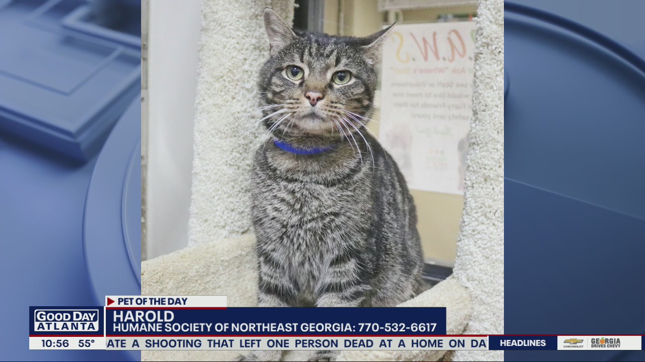 Pet of the Day from the Humane Society of Northeast Georgia