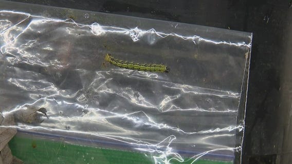 Meet the caterpillar wreaking havoc on Michigan boxwoods