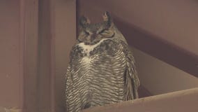 Owls return to AZ high school for nesting