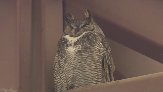 Owls return to AZ high school for nesting