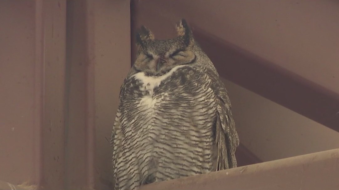 Owls return to AZ high school for nesting