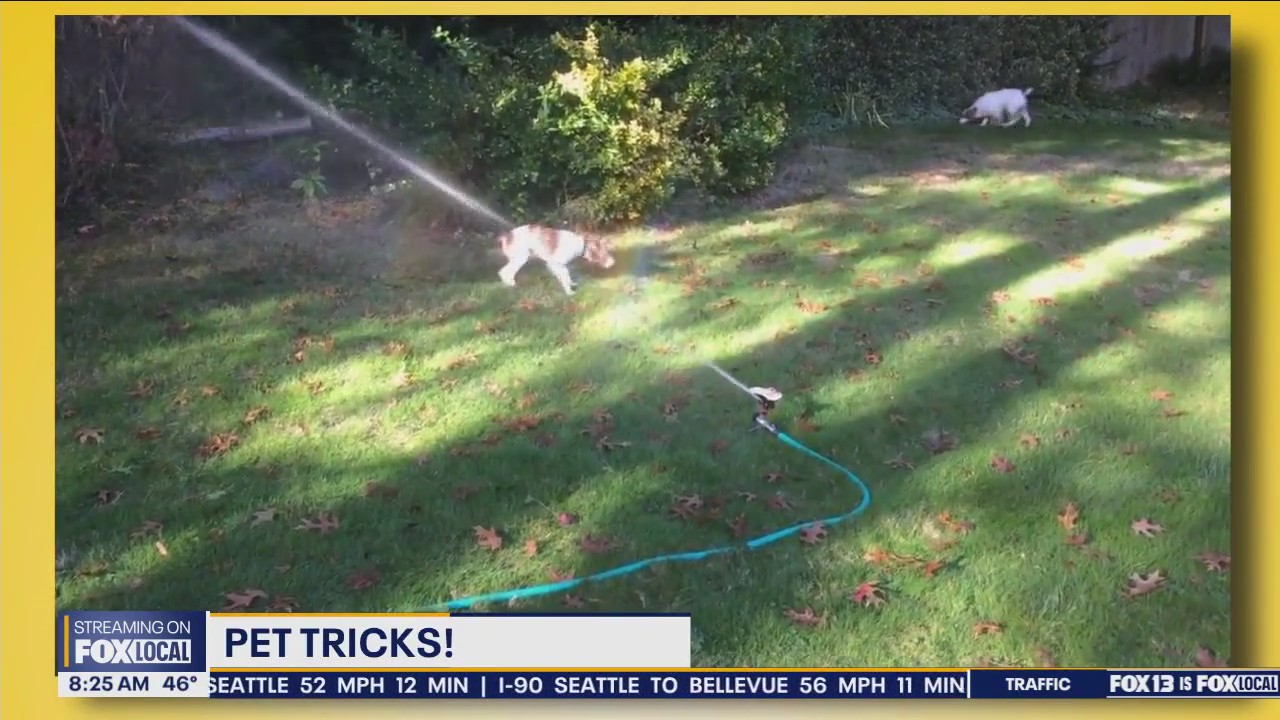 Pet Tricks for Monday, April 22