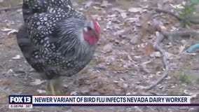 Newer variant of bird flu infects Nevada dairy worker