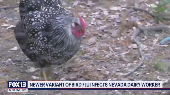 Newer variant of bird flu infects Nevada dairy worker