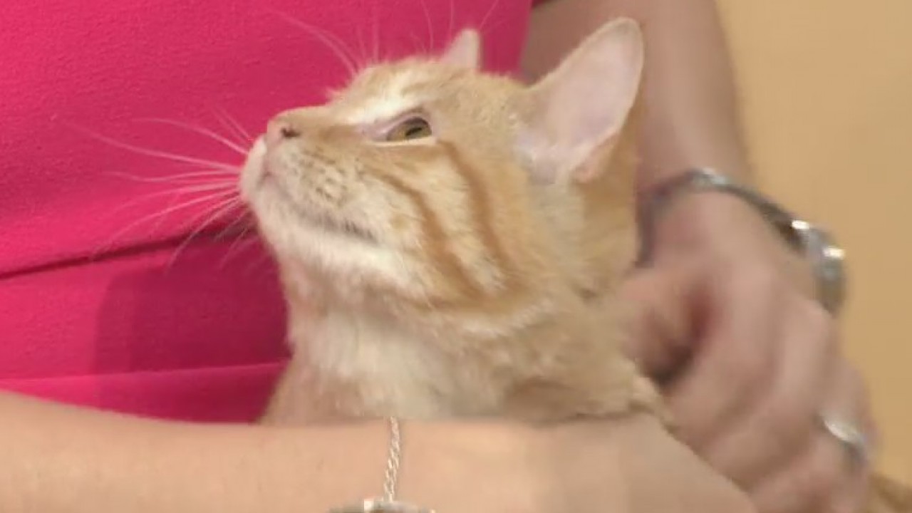 Pets of the Week: Macron and Galette