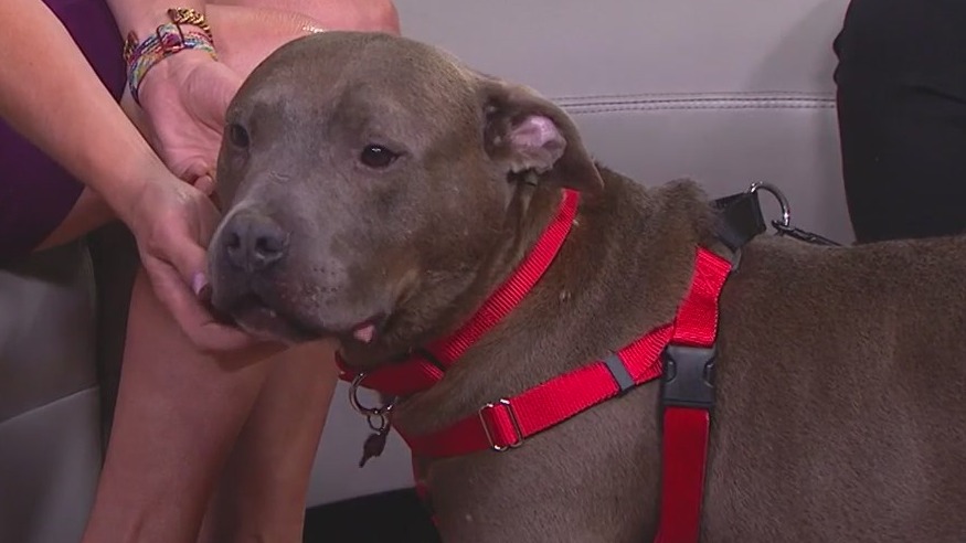 Finding this dog a forever home