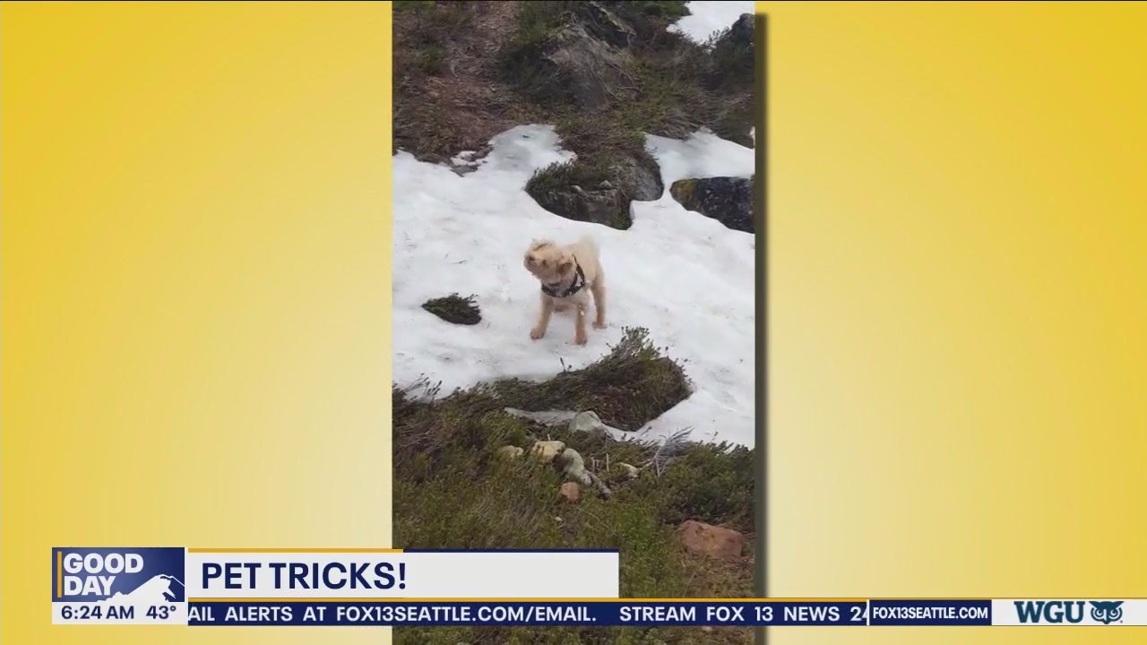 Pet Tricks for Thursday, April 4