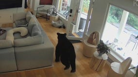 Small dog chases off bear in home