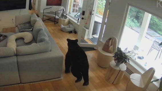 Small dog chases off bear in home