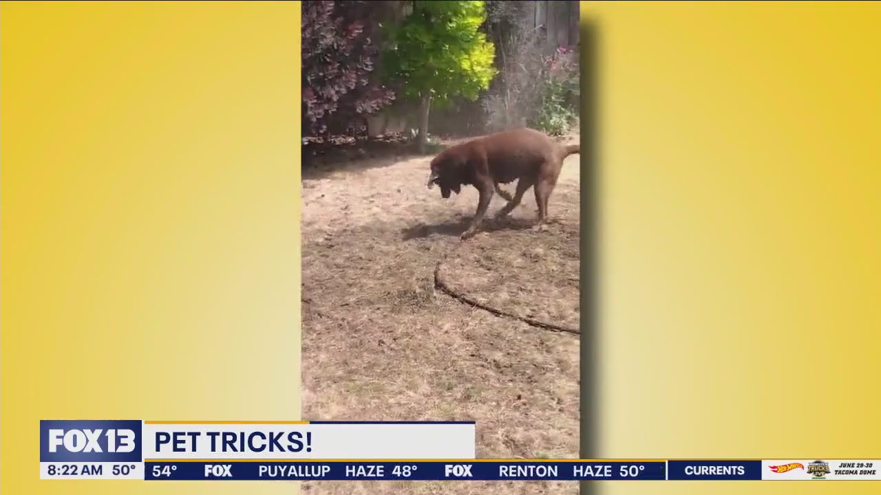 Pet Tricks for Monday, June 17