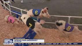 Pig racing at the Spring Fair in Puyallup
