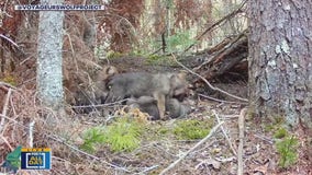 Voyageurs Wolf Project on rare footage they capture