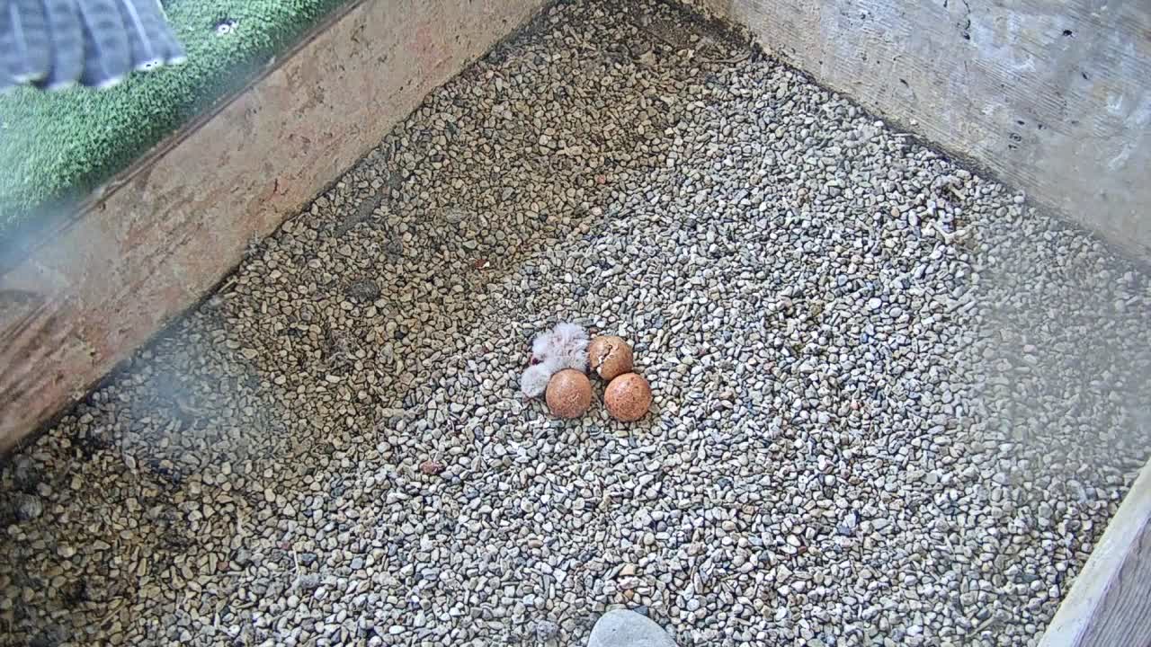 Peregrine falcon hatches at Oak Creek power plant