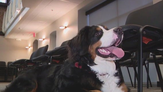 Four-legged friend welcomes back EVIT students