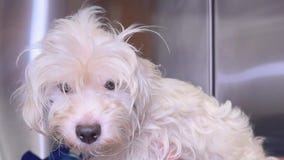 Search for Anaheim animal abuse suspect