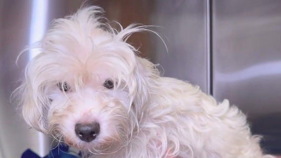 Search for Anaheim animal abuse suspect