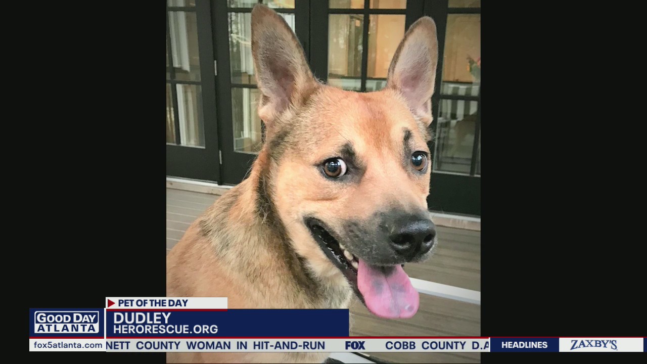 Pet of the Day from Hero Dog Rescue