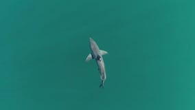 'Cocaine sharks' may be eating dumped drugs