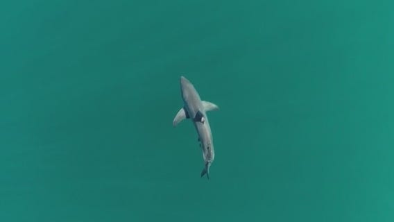 'Cocaine sharks' may be eating dumped drugs