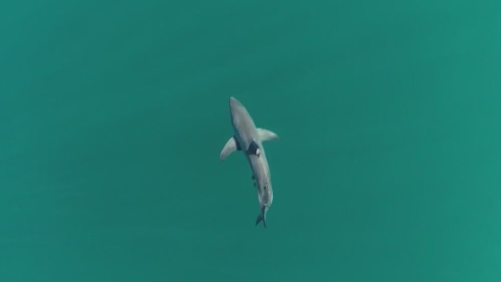 'Cocaine sharks' may be eating dumped drugs