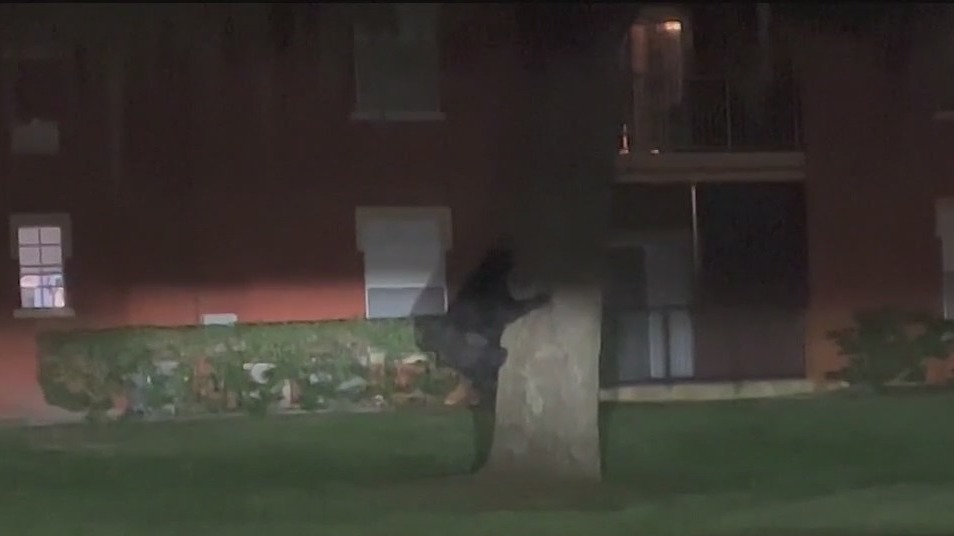 Bear spotted climbing tree in Lake Mary