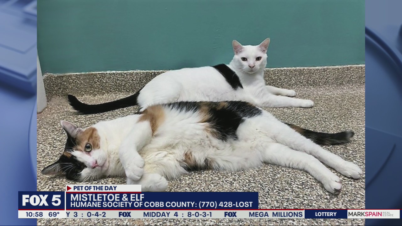 Pets of the day from Humane Society of Cobb County