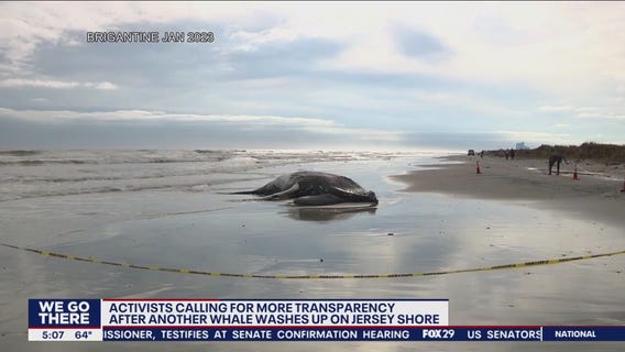 Activists seek answers why so many whales have washed ashore on Jersey beaches