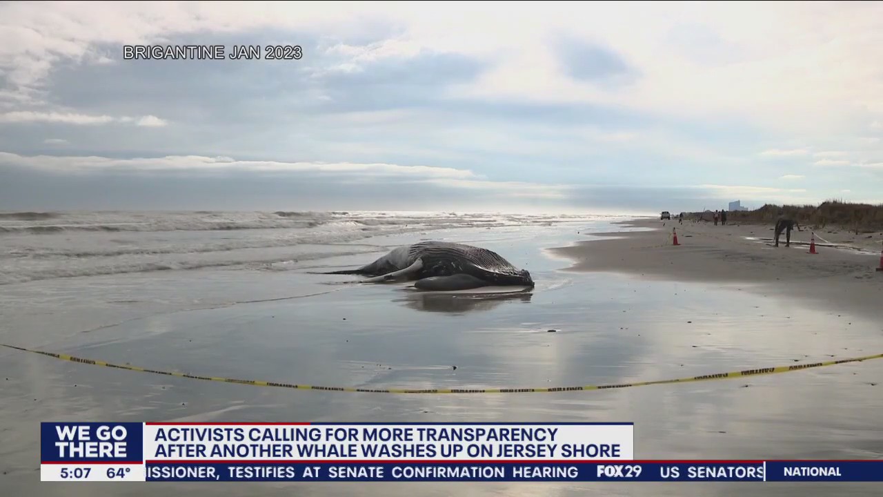 Activists seek answers why so many whales have washed ashore on Jersey beaches