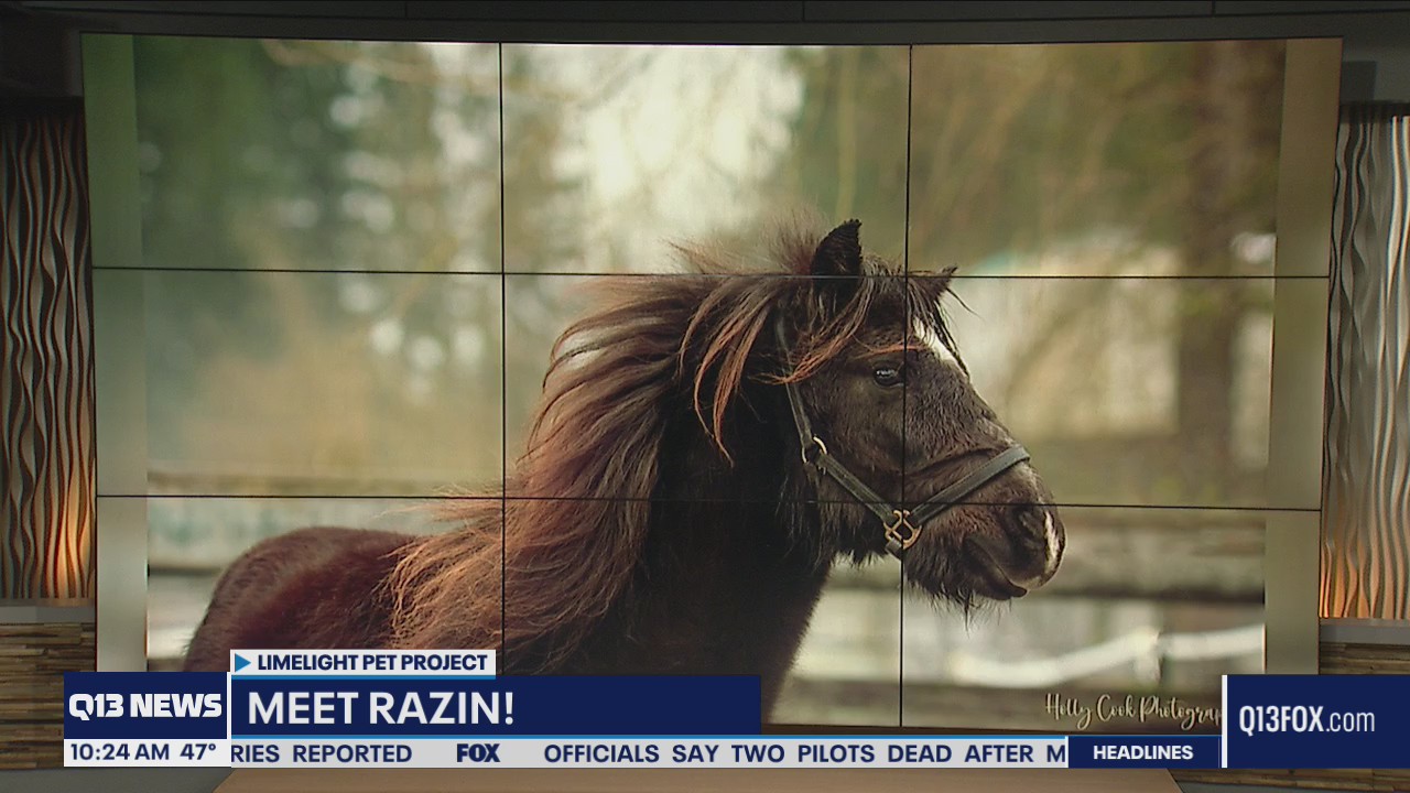 Pet of the Week: Razin