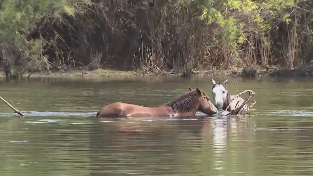 Groups vying to manage Salt River wild horses